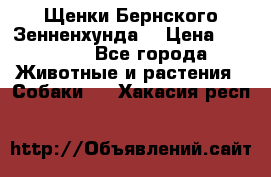 Щенки Бернского Зенненхунда  › Цена ­ 40 000 - Все города Животные и растения » Собаки   . Хакасия респ.